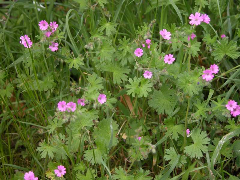 Geranium molle / Geranio molle